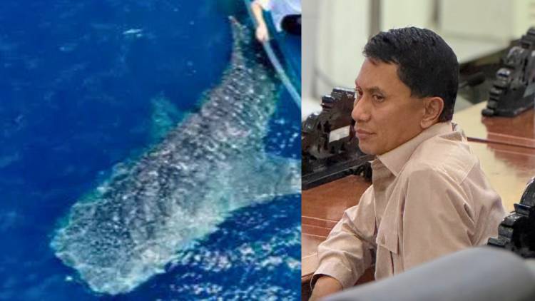     Syamsir Djafar Kiayi Kritik Wacana Kenaikan Tarif Wisata Hiu Paus